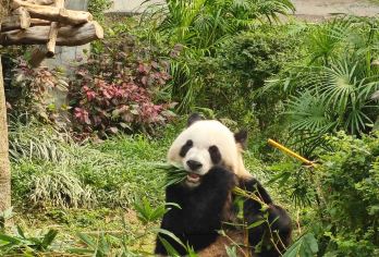 澳门威尼斯人+大三巴一日游【葡韵精品澳门历史城区+氹仔岛】【[优选行程]澳门葡韵全景游，打卡地标+新式网红小众景点，升级五星酒店自助午餐】