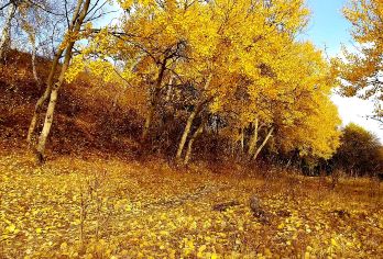 木兰围场+塞罕坝+乌兰布统草原一日游【独立包车秋季采风】【小车出行 随走随停 赠送旅意险 好评如潮 贵宾体验 随走随停随拍 体验不一样的旅行】