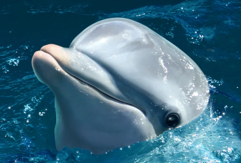 冲绳北部一日游·美丽海水族馆【9人/巴士团】可酒店接送可赠票【[中文优质服务]高好评服务，深耕冲绳十余年，中文服务，出行无忧！】