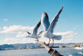 石林风景区+滇池一日游【甄纯玩丨9点晚出发懒人团】【[健康出行 安全保障]车辆每日消毒+老司机安全驾驶，保障出行，放心游玩。】