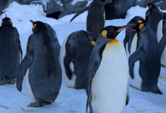 日本札幌往返旭川富良野美瑛/可小樽登别北海道多日包车-精选【包车一日游，解锁旅行新方式！独立车辆配备经验丰富的老司机，为您量身打造专属行程。】