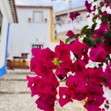 葡萄牙樱桃酒小镇奥比多斯+马夫拉中文包车一日游（里斯本往返）