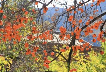 从化红火柿子+稻田摄影一日游，每周四/六/日出发【邂逅从化“柿外桃源”，大红灯笼点亮你的秋季】