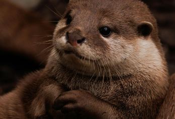 北海道旭山动物园，美瑛，青池，精灵露台一日游，可选小团【旭山动物园-冬季限定！近距离观看萌兽企鹅列队散步，还有北极狐等白色小精灵哦~】