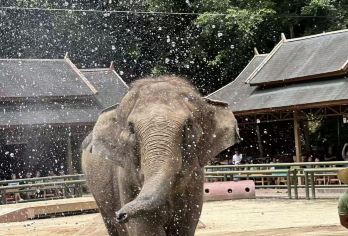 野象谷+曼掌村一日游【亲子路线+2-8人团+野象寻踪】【[趣味小团]2-8人小团，朋友式概念，不打卡不走马观花，让旅行重回温度】