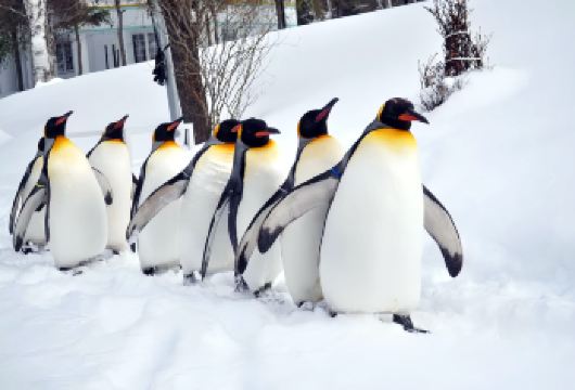北海道冬季经典一日游：旭山动物园+白须瀑布+青池+森林精灵台【冬季限定企鹅散步，近距离观察北极圈动物在雪中嬉戏，感受旭山动物园独特的生态魅力。】