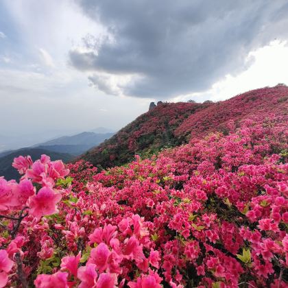【漫山红遍.醉美杜鹃】七星岭杜鹃花一日游