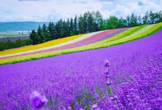 日本北海道美瑛+富田农场一日游【薰衣草限定季/中文包车】【尊享一对一高端行程定制，多日豪华包车专属礼遇，专业旅行顾问24小时恭候垂询。】