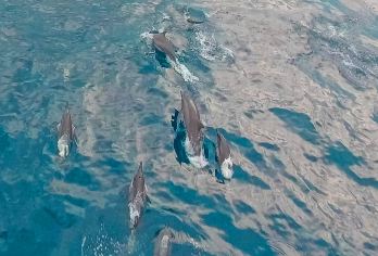 薄荷岛邦劳跳岛游【踏上这趟难忘的跳岛之旅，探索薄荷岛**丽的岛屿——巴里卡萨岛和维尔京岛。 在巴里卡萨岛海洋保护区的原始水域浮潜，与众多鱼类和珊瑚一起畅游。 在巴里卡萨岛礁喂鱼，近距离接触薄荷岛的海洋生物。乘船前往热带天堂——处女岛。】