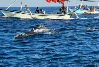 巴厘岛罗威纳追海豚+浮潜一日游【专车接送+可定制行程】【网红系列[小Red书网红博主力推，无需滤镜张张是大片]】