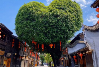 【2人起订】福州三坊七巷+上下杭+青年广场+烟台山一日游【深度文化体验：七溜八溜不离福州 穿越5A景区三坊七巷，畅玩烟台山上下杭 青年广场潮流地标】