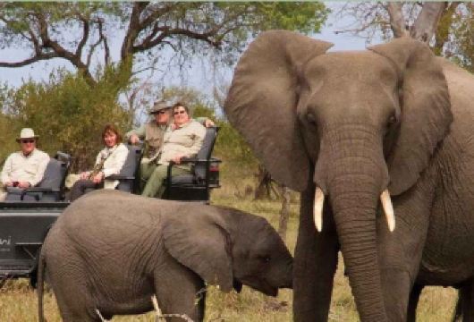 德班出发｜纳塔尔公园大象互动+塔拉保护区半日游【德班出发便捷往返，6小时短途深度游，轻松体验非洲野生动物魅力。】