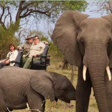 德班出发｜纳塔尔公园大象互动+塔拉保护区半日游