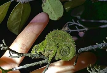 马达加斯加&拉努马法纳【雨林一日探秘】专属包车一日之旅【专属包车免去转车周折，直抵国家公园入口。带您深入雨林，追踪金竹狐猴、大狐猴等珍稀生动物】