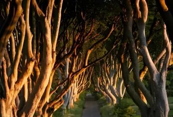 爱尔兰都柏林出发巨人之路+黑暗树篱+贝尔法斯特一日游【中文服务】