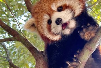 熊猫谷+都江堰蓝眼泪看川剧·奔驰8人团钟书阁+仰天窝一日游【[万人好评回购]三环内免费接+熊猫谷+都江堰+仰天窝+钟书阁+灌县古城夜市+赠大型川剧+蓝眼泪夜景】