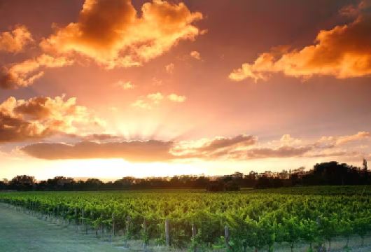 澳大利亚珀斯天鹅谷+Providore半日游【午后访3酒庄】【参观天鹅谷三家酒庄，感受西澳葡萄酒不同风味，搭配美味奶酪小食】