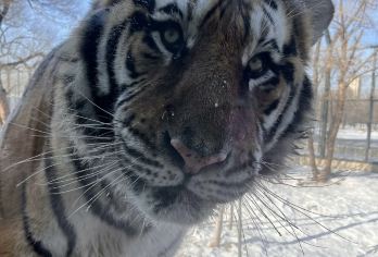 哈尔滨动物园+极地公园-包车亲子游【上门接送】【私家独立出行 上门接送 一单一团 无购物 深度纯玩 一家人独立专人专车 尽享品质服务】