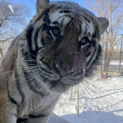 哈尔滨动物园+极地公园（不含门票）-包车亲子游【上门接送】