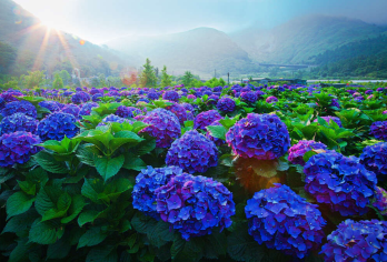 台湾观光巴士{观光局主导}～阳明山一日游[拼车.2人成行}【可以附加 英.日.韩.泰.越南.菲律宾.印尼.马来.等多种语言.订购栏目中订购英文.备注栏中告知即可】