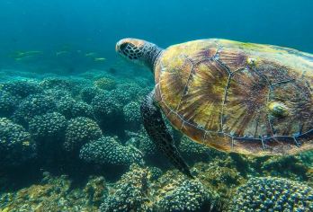 阿曼Daymaniyat迪马尼亚特岛浮潜一日游【潜入Daymaniyat 清澈玻璃海秘境，穿梭在五彩珊瑚群，与海龟共舞，观看海龟觅食】