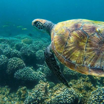 阿曼Daymaniyat迪马尼亚特岛浮潜一日游