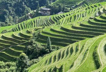 桂林：阳朔酒店出发的龙脊梯田一日游【可从阳朔接客，送至桂林酒店/机场/火车站。 探索龙脊梯田的雕塑般景观 在私人导游的带领下，了解瑶族和壮族文化。】