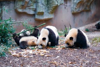 成都市区包车游|大熊猫基地&成都博物馆&武侯祠&杜甫草堂【上门接送|行程可调|畅玩市区热门景点】