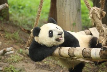 秦岭四宝科学公园+终南山古楼观一日游【四宝萌趣，古楼问道】【看棕色熊猫打滚，访老子讲经古地，一日游玩间藏着双倍惬意】