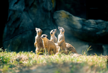 【南京亲子包车游】红山森林动物园+钟山风景名胜区【全天包车8H服务，行程自由可调整】