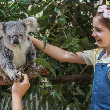新年可订 墨尔本 玛璐考拉和动物公园【Maru动物园】门票
