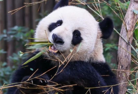 带您玩转成都周边|锦里&大熊猫基地&宽窄巷子&峨眉山【上门接送|行程可调|畅玩市区以及周边热门景点|省时省心】