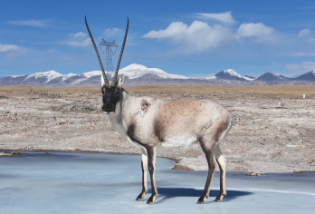 含送氧气-探秘动物王国可可西里.昆仑山.一日游【轻奢小团.精选路线，深度体验，创新玩法，消费透明.】
