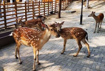 长春净月潭+长影世纪城：亲子休闲一日游【|专车接送|行程可调|可定制行程】