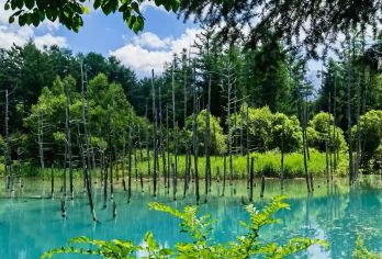 日本北海道旭川动物园+青池+精灵露台【私家包车/多种车型】【尊享一对一高端行程定制，多日豪华包车专属礼遇，专业旅行顾问24小时恭候垂询。】