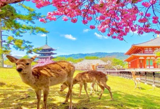 可选小团大阪京都+奈良+清水寺+伏见稻荷大社 喂小鹿一日游【一日游双古城， 稻荷大社见鸟居，奈良公园喂萌鹿，京都奈良不留遗憾】