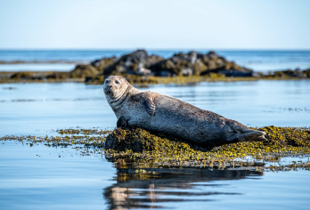 冰岛斯奈山半岛与基尔丘山一日游（中文司机包车）【Ytri Tunga Beach 沙滩位于斯奈山半岛南岸，以其白沙滩和野生海豹栖息地而闻名】