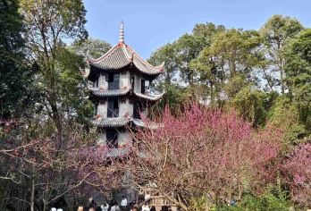 四川成都大熊猫繁育研究基地+杜甫草堂一日游【省时省心+行程灵活+VIP包车一站式服务+中文司导】