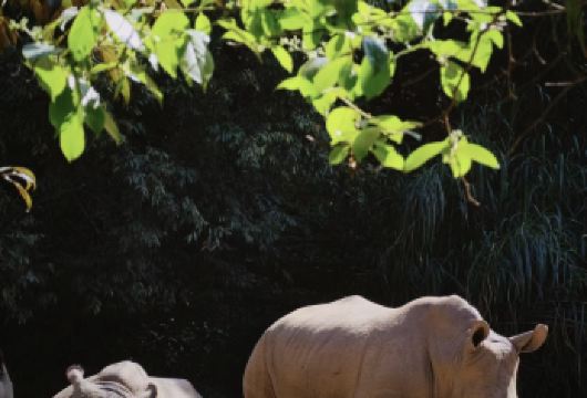 普洱太阳河森林公园+中华普洱茶博览苑一日游【纯玩无购物】【本地旅行社 私家小团 赠送普洱市博物馆讲解+专属下午茶（提前预约次日可用）】