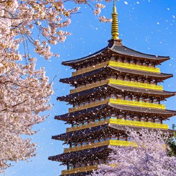 庆州樱花限定一日游 (釜山出发, 2~3个随机特选春季景点)