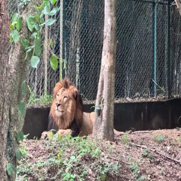 印度班纳加塔国家公园野生动物吉普车之旅（含私人接送）