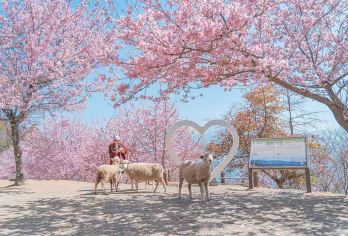 潭水绀碧到牧羊的云～日月潭+清境农场.台北出发.行程12小时【可以附加 英.日.韩.泰.越南.菲律宾.印尼.马来.等多种语言.订购栏目中订购英文.备注栏中告知即可】