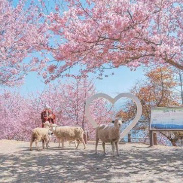 潭水绀碧到牧羊的云～日月潭+清境农场.台北出发.行程12小时