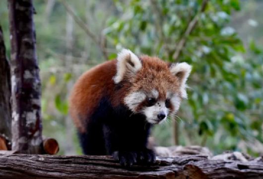 【2-8人拼小团】普洱太阳河森林公园+中华普洱茶博览苑一日游【[品质轻松游]2-8人纯玩拼车小团！市区上门接送！当天可接机场高铁站！】