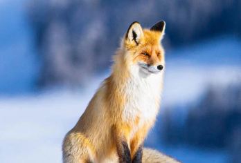 「北境童话·禾木慢旅」— 逛木屋炊烟、穿白桦林、乘马拉爬犁【全程中文司导，包车10小时VIP服务】