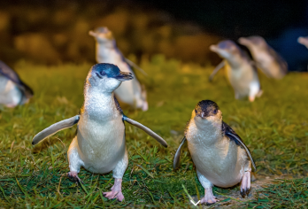 新西兰南岛奥玛鲁观看小蓝企鹅回家/企鹅归巢/企鹅保护中心【观看世界上超萌的小蓝企鹅回家。】