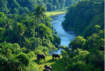 西双版纳原始森林公园+曼掌村+野象谷+六国音乐现场一日游【中文包车，定制服务，安心自由】