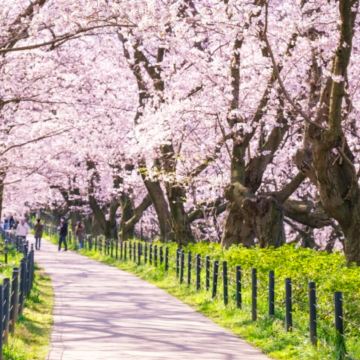 【樱花季限定】东京琦玉幸手权现堂+川越赏樱+三井奥莱一日游