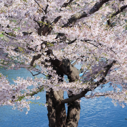 【函馆港口上岸自由行B行程】大沼国定公园+函馆山+五郭陵公园