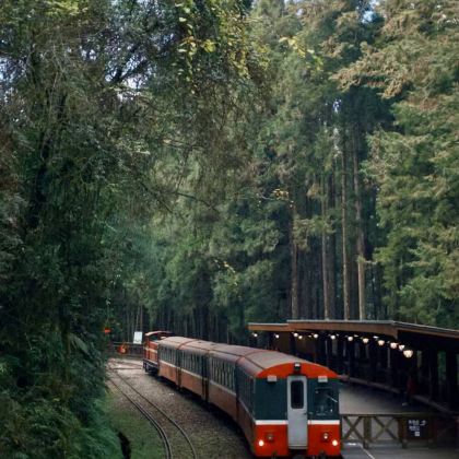 台湾嘉义往返＋阿里山国家风景区＋奋起湖/行程可调/上门接送